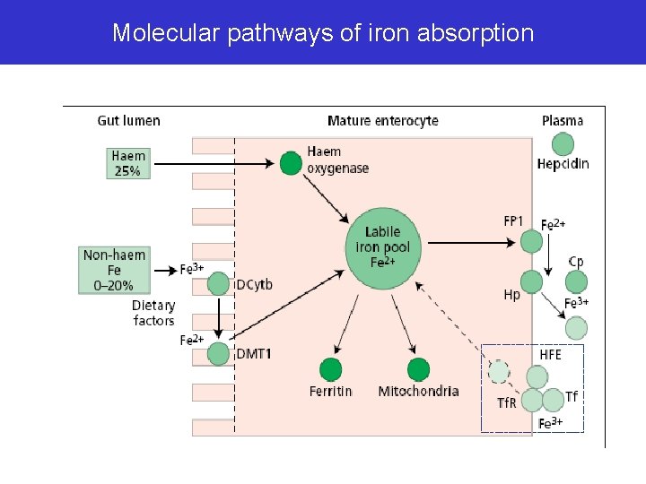 Molecular pathways of iron absorption 