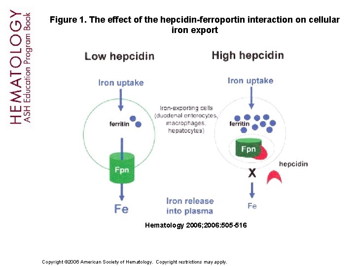 Figure 1. The effect of the hepcidin-ferroportin interaction on cellular iron export Hematology 2006;