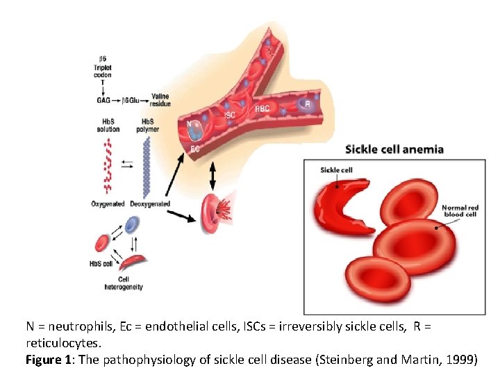 N = neutrophils, Ec = endothelial cells, ISCs = irreversibly sickle cells, R =