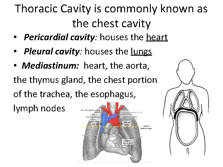 Thoracic Cavity is commonly known as the chest cavity • Pericardial cavity: houses the