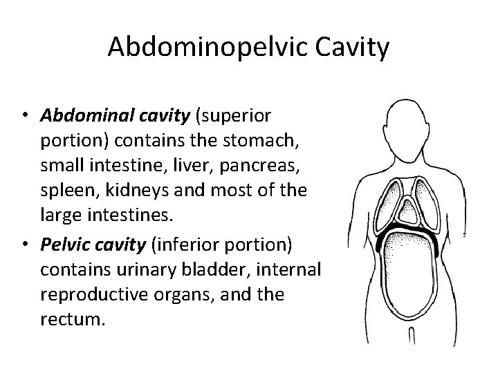 Abdominopelvic Cavity • Abdominal cavity (superior portion) contains the stomach, small intestine, liver, pancreas,