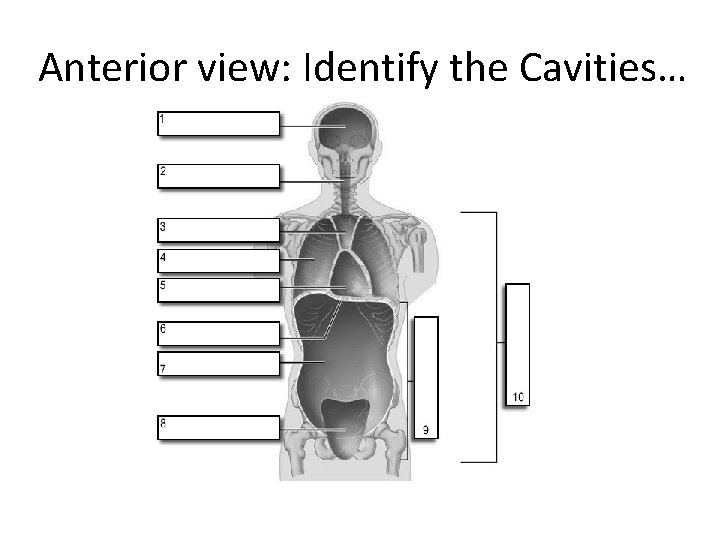 Anterior view: Identify the Cavities… 