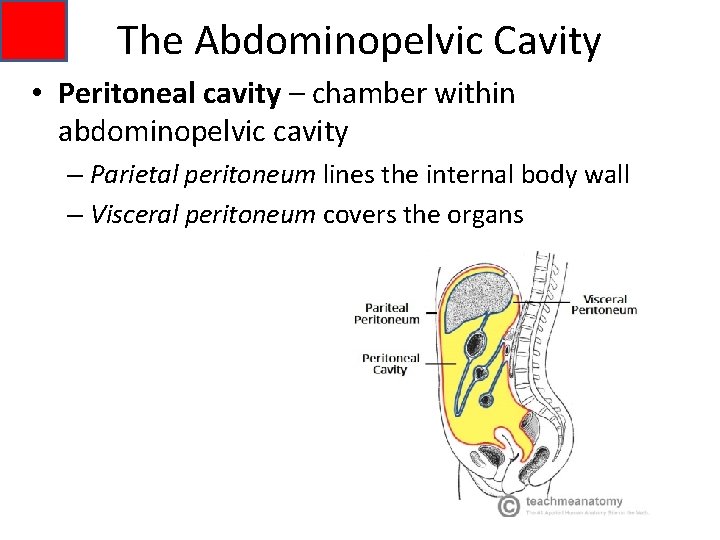 The Abdominopelvic Cavity • Peritoneal cavity – chamber within abdominopelvic cavity – Parietal peritoneum