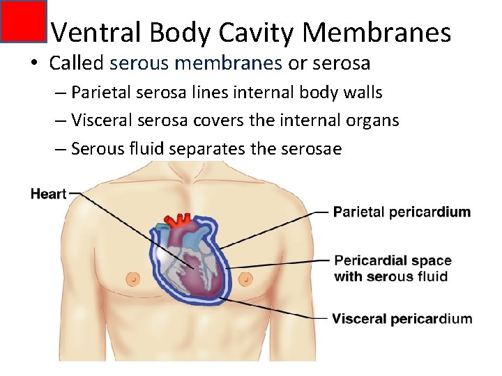 Ventral Body Cavity Membranes • Called serous membranes or serosa – Parietal serosa lines