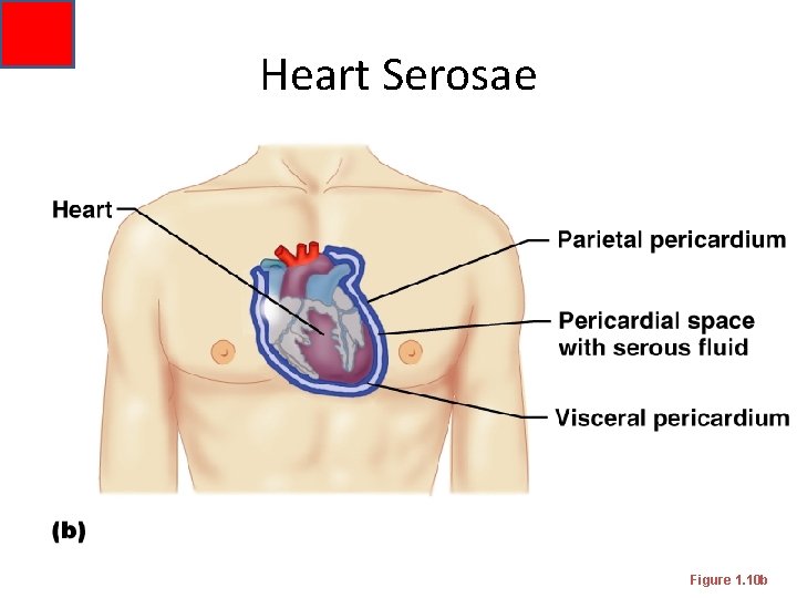 Heart Serosae Figure 1. 10 b 