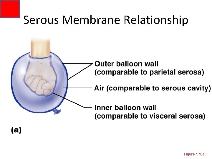 Serous Membrane Relationship Figure 1. 10 a 