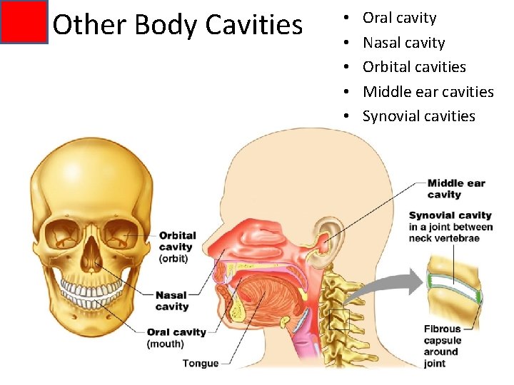 Other Body Cavities • • • Oral cavity Nasal cavity Orbital cavities Middle ear