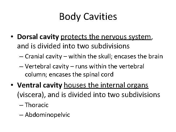 Body Cavities • Dorsal cavity protects the nervous system, and is divided into two