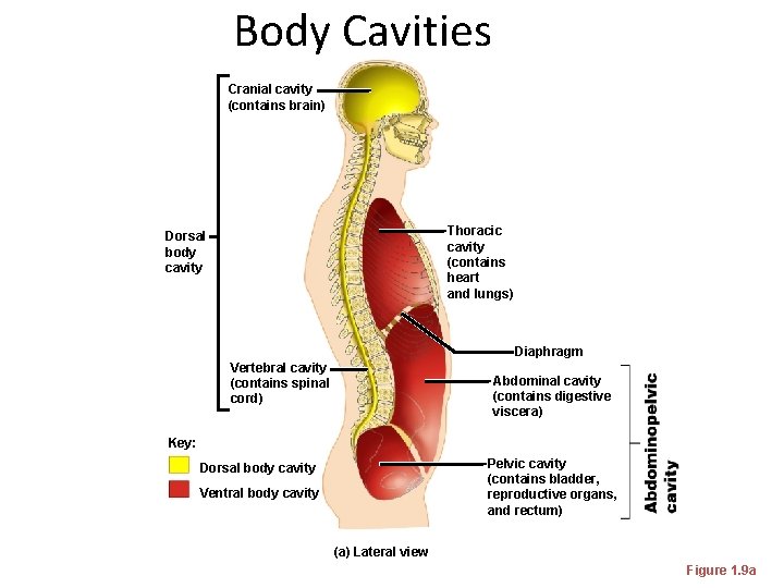 Body Cavities Cranial cavity (contains brain) Thoracic cavity (contains heart and lungs) Dorsal body