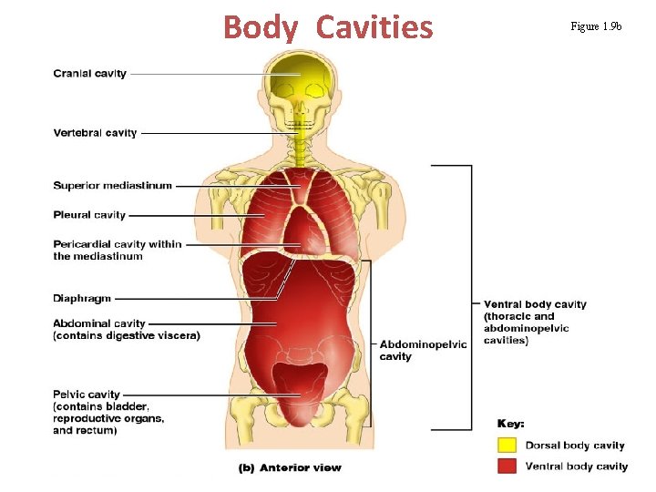 Body Cavities Figure 1. 9 b 