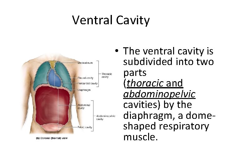 Ventral Cavity • The ventral cavity is subdivided into two parts (thoracic and abdominopelvic