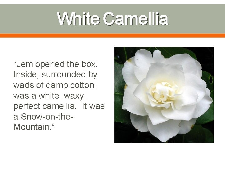 White Camellia “Jem opened the box. Inside, surrounded by wads of damp cotton, was