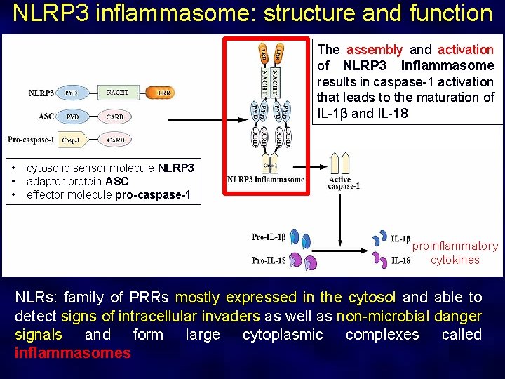 NLRP 3 inflammasome: structure and function The assembly and activation of NLRP 3 inflammasome