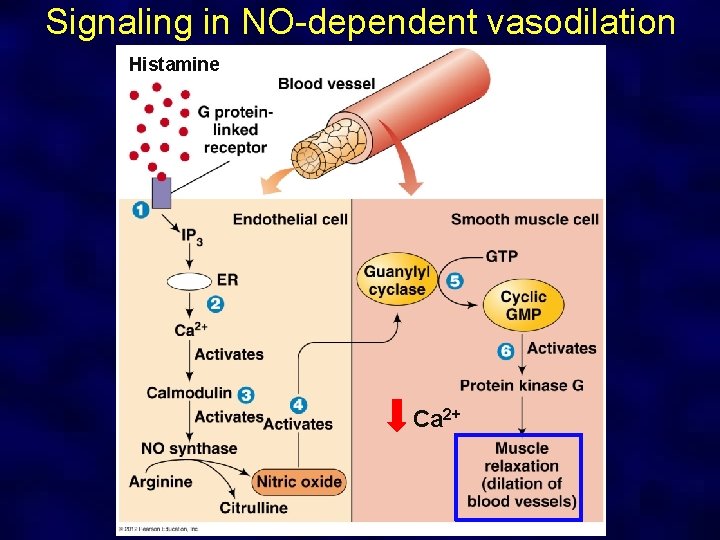 Signaling in NO-dependent vasodilation Histamine Ca 2+ 