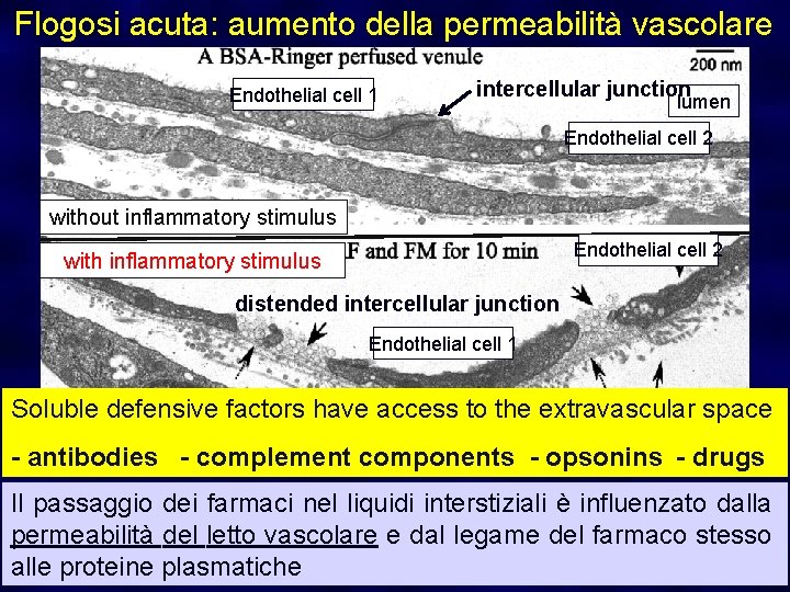 Flogosi acuta: aumento della permeabilità vascolare Endothelial cell 1 intercellular junction lumen Endothelial cell