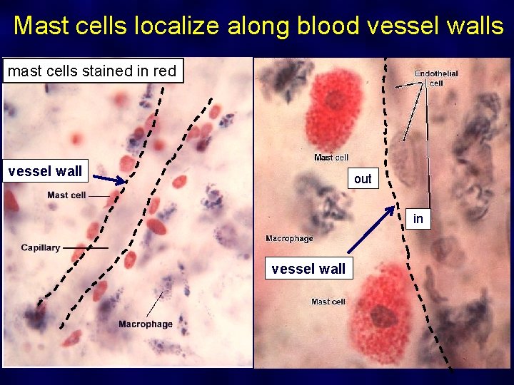 Mast cells localize along blood vessel walls mast cells stained in red vessel wall
