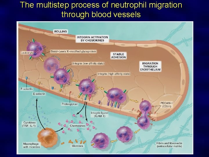 The multistep process of neutrophil migration through blood vessels 