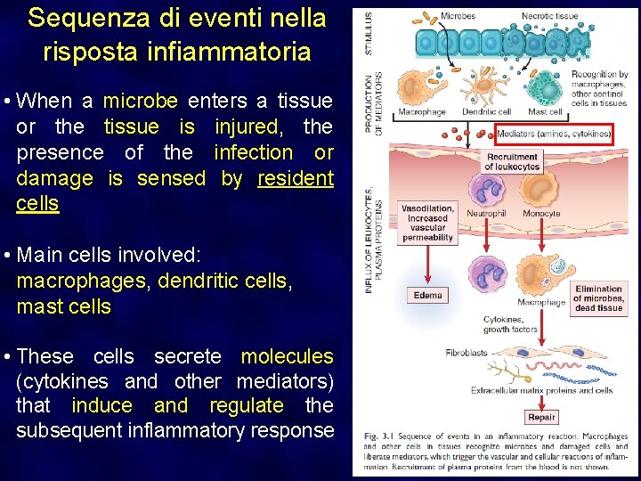 Sequenza di eventi nella risposta infiammatoria • When a microbe enters a tissue or