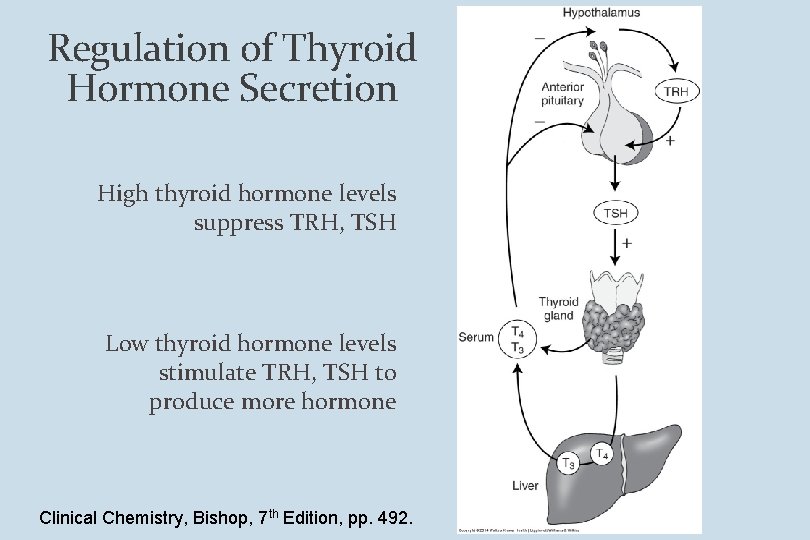 Regulation of Thyroid Hormone Secretion High thyroid hormone levels suppress TRH, TSH Low thyroid