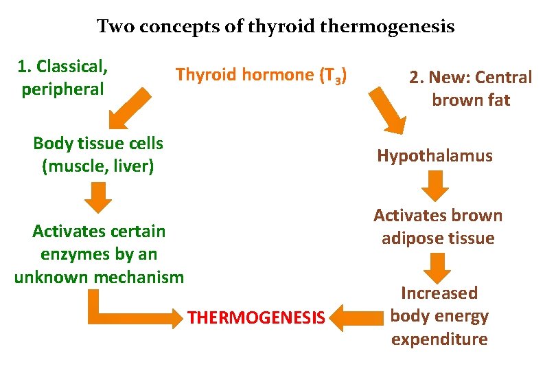 Two concepts of thyroid thermogenesis 1. Classical, peripheral Thyroid hormone (T 3) Body tissue