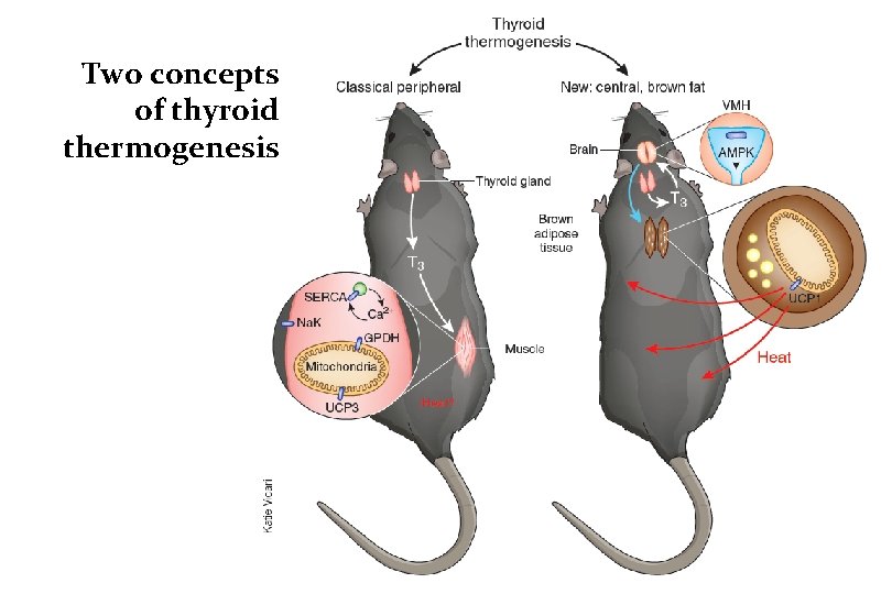 Two concepts of thyroid thermogenesis 