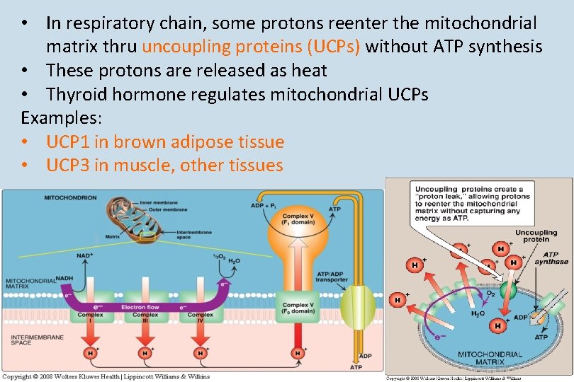  • In respiratory chain, some protons reenter the mitochondrial matrix thru uncoupling proteins