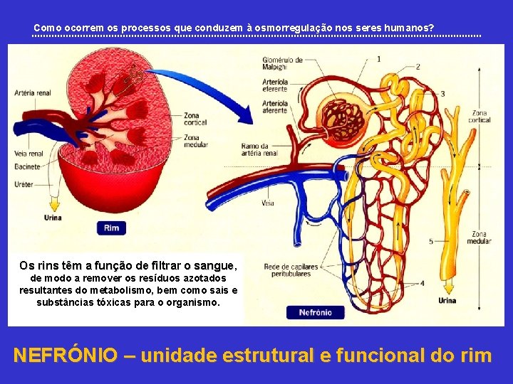 Como ocorrem os processos que conduzem à osmorregulação nos seres humanos? Os rins têm