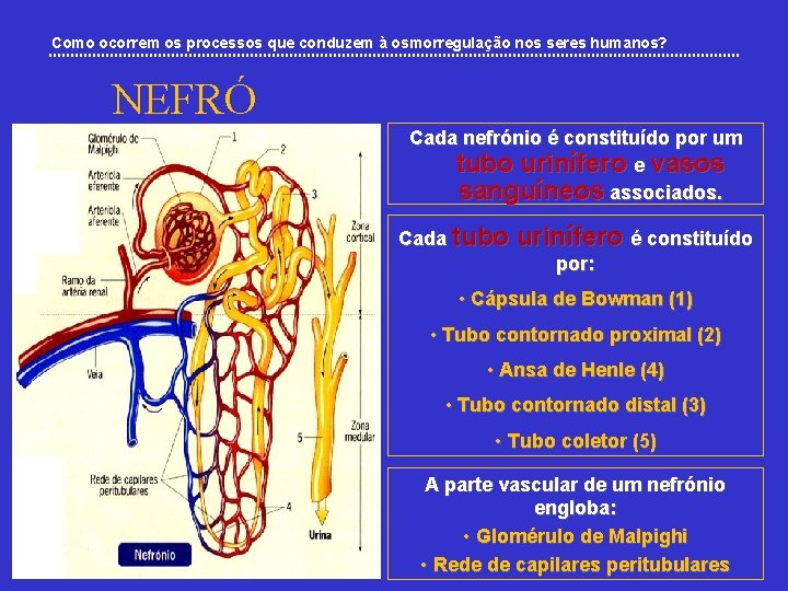 Como ocorrem os processos que conduzem à osmorregulação nos seres humanos? NEFRÓ NIO Cada