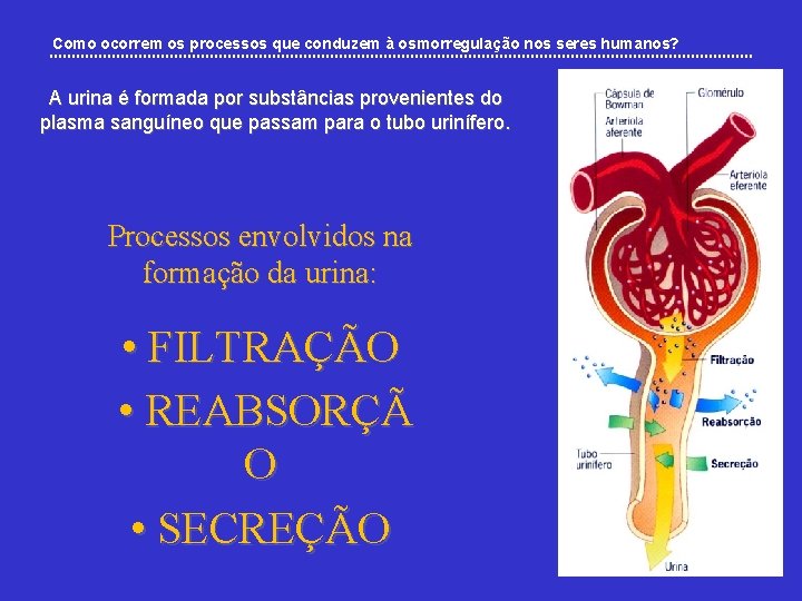 Como ocorrem os processos que conduzem à osmorregulação nos seres humanos? A urina é