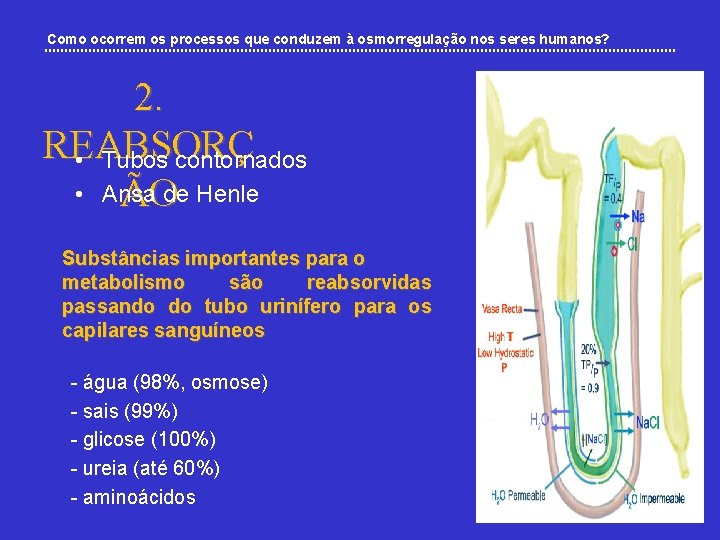 Como ocorrem os processos que conduzem à osmorregulação nos seres humanos? 2. REABSORÇ •