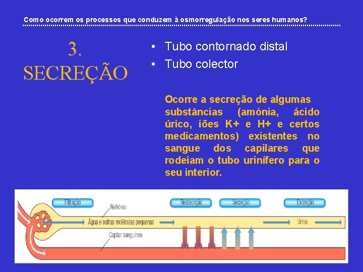 Como ocorrem os processos que conduzem à osmorregulação nos seres humanos? 3. SECREÇÃO •