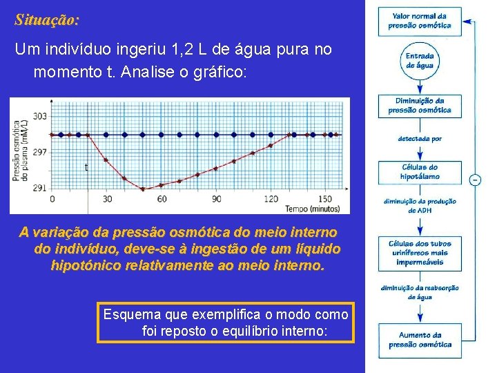 Situação: Um indivíduo ingeriu 1, 2 L de água pura no momento t. Analise