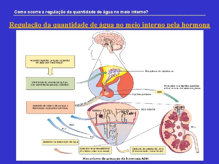 Como ocorre a regulação da quantidade de água no meio interno? Regulação da quantidade