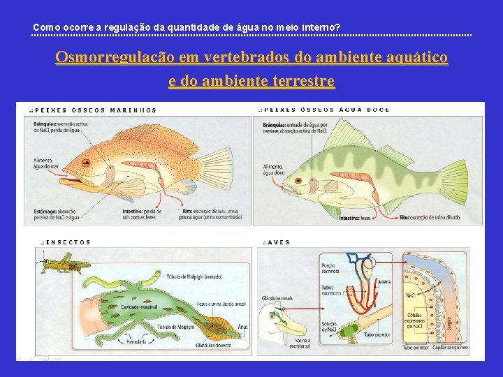 Como ocorre a regulação da quantidade de água no meio interno? Osmorregulação em vertebrados