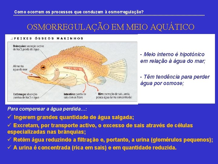 Como ocorrem os processos que conduzem à osmorregulação? OSMORREGULAÇÃO EM MEIO AQUÁTICO - Meio