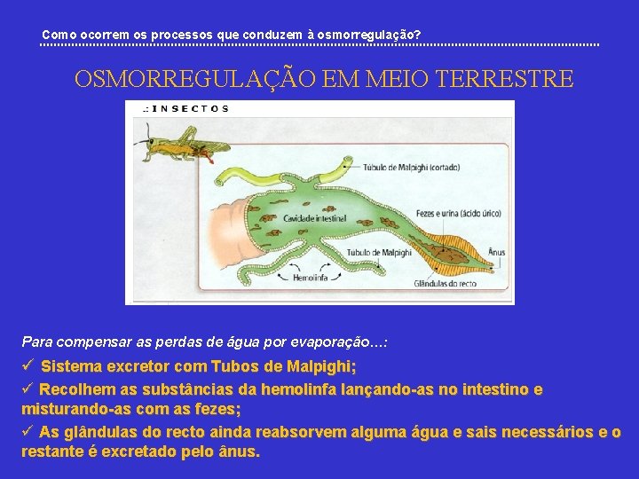 Como ocorrem os processos que conduzem à osmorregulação? OSMORREGULAÇÃO EM MEIO TERRESTRE Para compensar