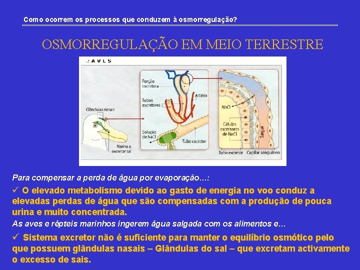 Como ocorrem os processos que conduzem à osmorregulação? OSMORREGULAÇÃO EM MEIO TERRESTRE Para compensar