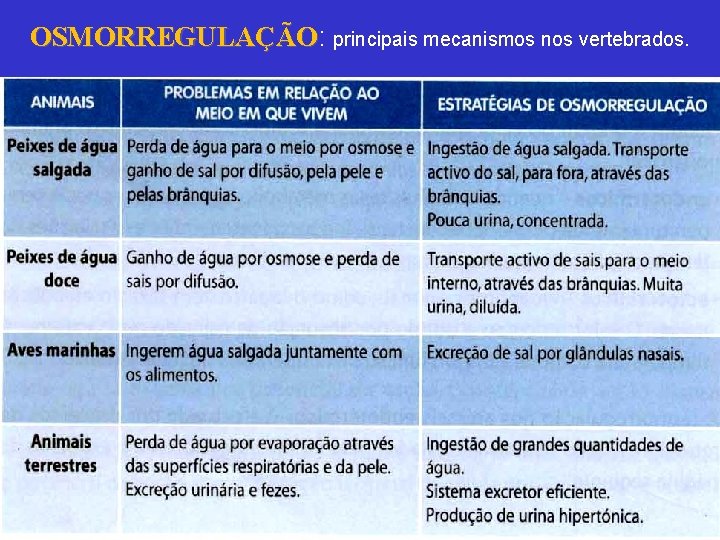 OSMORREGULAÇÃO: OSMORREGULAÇÃO principais mecanismos nos vertebrados. 