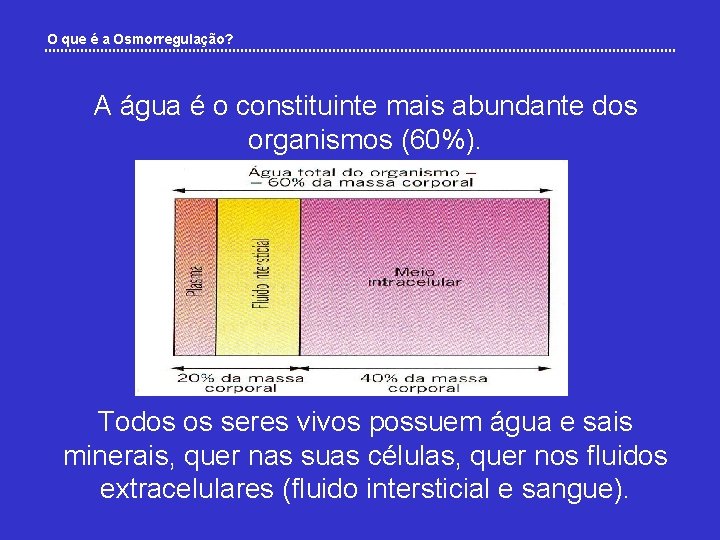 O que é a Osmorregulação? A água é o constituinte mais abundante dos organismos