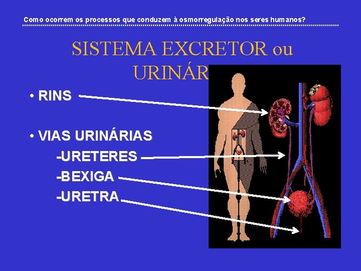 Como ocorrem os processos que conduzem à osmorregulação nos seres humanos? SISTEMA EXCRETOR ou