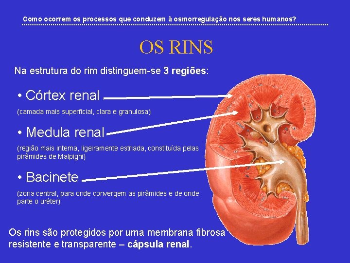 Como ocorrem os processos que conduzem à osmorregulação nos seres humanos? OS RINS Na