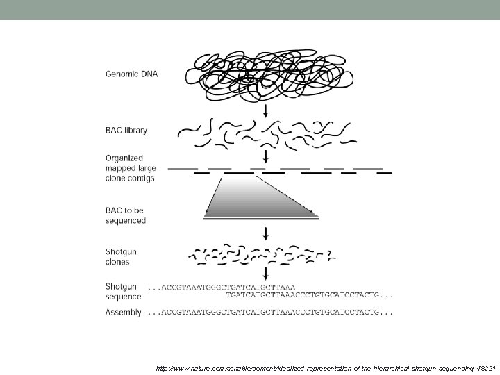 http: //www. nature. com/scitable/content/idealized-representation-of-the-hierarchical-shotgun-sequencing-48221 