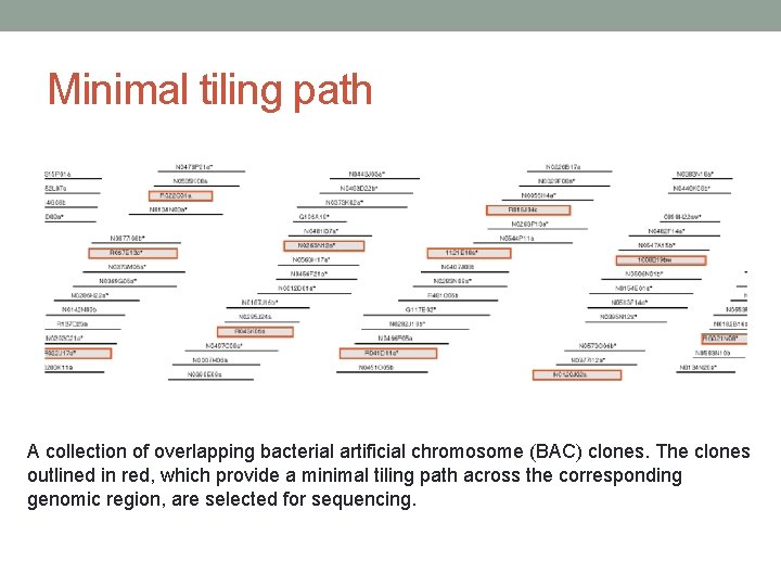 Minimal tiling path A collection of overlapping bacterial artificial chromosome (BAC) clones. The clones