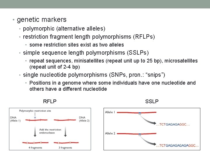  • genetic markers • polymorphic (alternative alleles) • restriction fragment length polymorphisms (RFLPs)