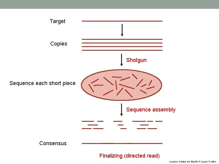 Target Copies Shotgun Sequence each short piece Sequence assembly Consensus Finalizing (directed read) source: