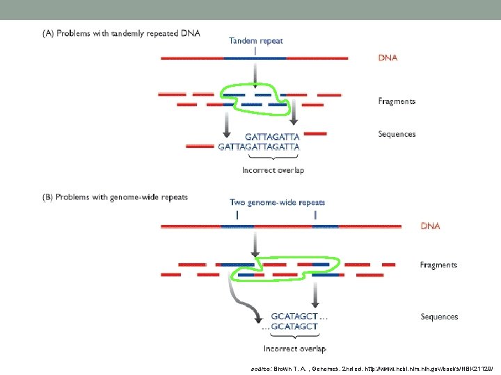 source: Brown T. A. , Genomes. 2 nd ed. http: //www. ncbi. nlm. nih.