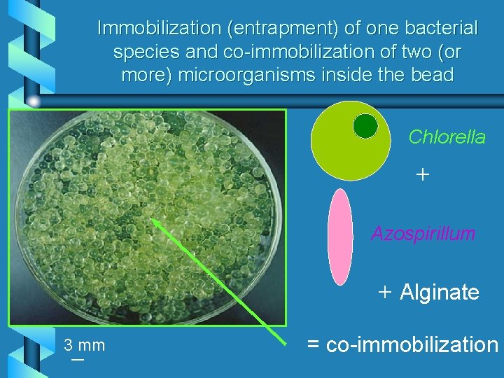 Immobilization (entrapment) of one bacterial species and co-immobilization of two (or more) microorganisms inside