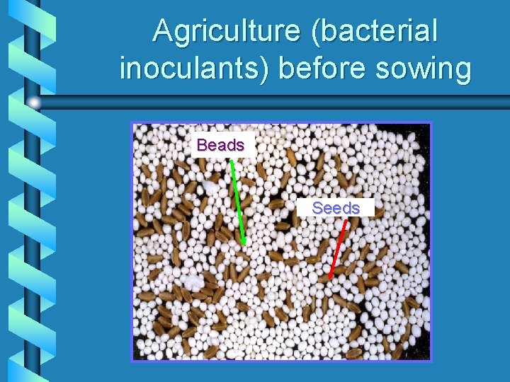 Agriculture (bacterial inoculants) before sowing Beads Seeds 