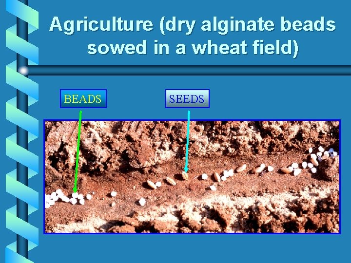 Agriculture (dry alginate beads sowed in a wheat field) BEADS SEEDS 