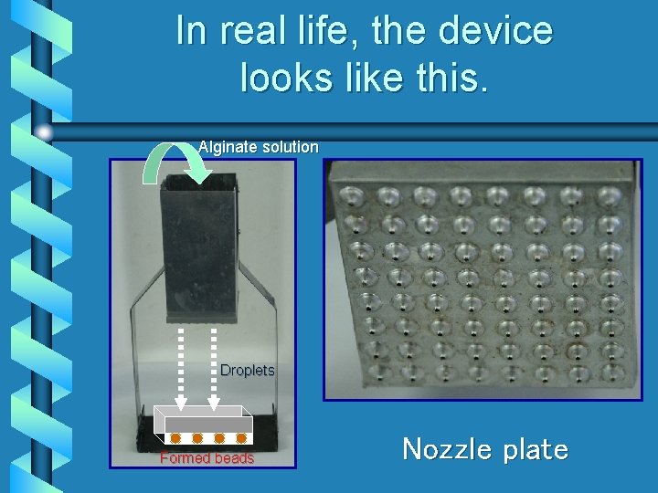 In real life, the device looks like this. Alginate solution Droplets Formed beads Nozzle